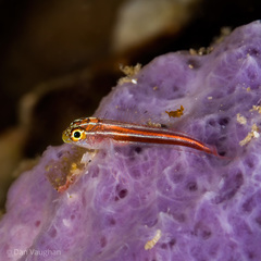 Helcogramma striata