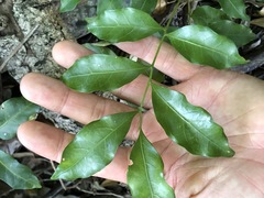 Toechima tenax