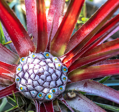 Fascicularia bicolor