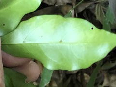 Toechima tenax
