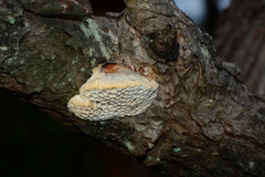 Hexagonia vesparia