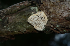 Hexagonia vesparia