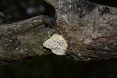 Hexagonia vesparia