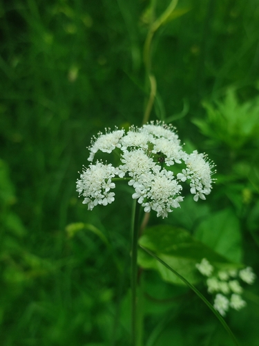 Corky-fruited Water-dropwort