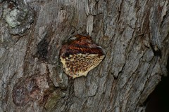 Hexagonia vesparia