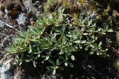Celmisia durietzii