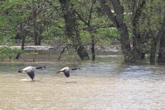 Branta canadensis