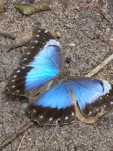 Menelaus Morpho