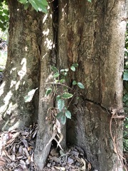 Aphananthe philippinensis