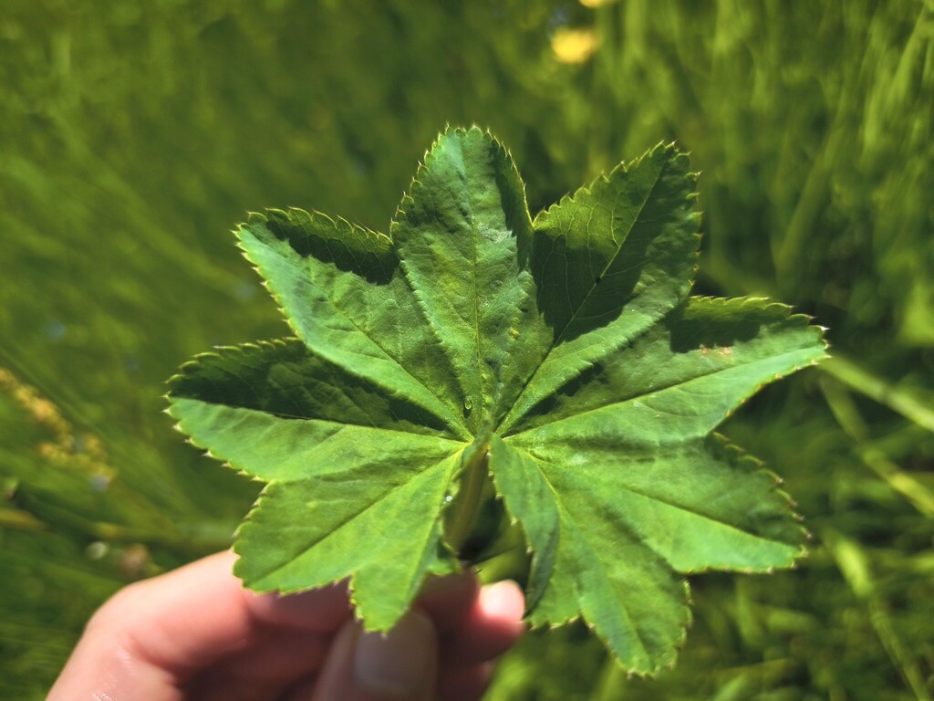 Alchemilla xanthochlora; photograph (c) arthur_haendler, some rights reserved (CC BY)