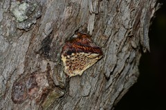 Hexagonia vesparia