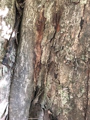 Aphananthe philippinensis