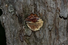 Hexagonia vesparia