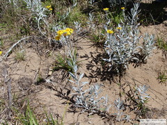 Senecio crassiflorus