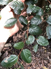 Aphananthe philippinensis