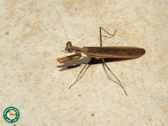 Ligaria