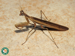 Ligaria