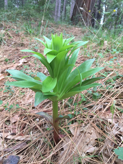Lilium humboldtii