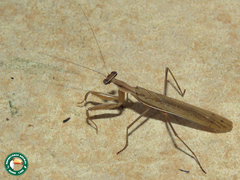 Chroicoptera