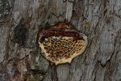 Hexagonia vesparia