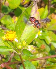 Dianthidium floridiense