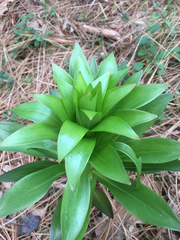 Lilium humboldtii