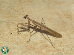 Chroicoptera