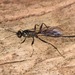 Echthrus niger - Photo (c) skitterbug, alguns direitos reservados (CC BY), uploaded by skitterbug