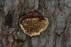 Hexagonia vesparia