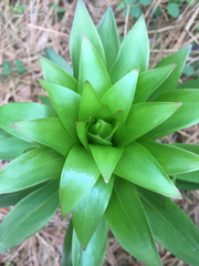 Lilium humboldtii