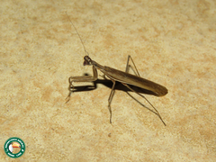Chroicoptera