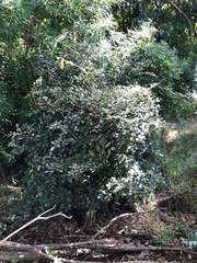 Aphananthe philippinensis