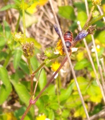 Dianthidium floridiense