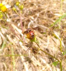 Dianthidium floridiense