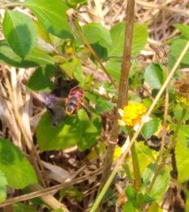 Dianthidium floridiense