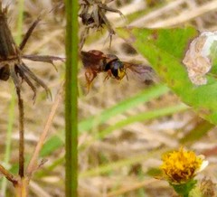 Dianthidium floridiense