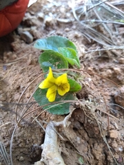 Viola rotundifolia