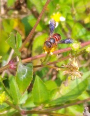 Dianthidium floridiense