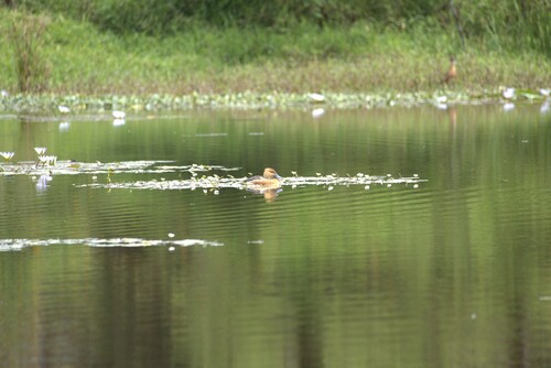 iNaturalist image