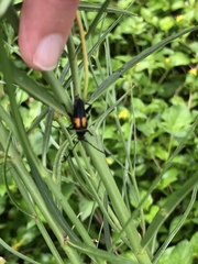 Typocerus lunulatus