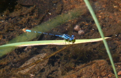 Argia sedula