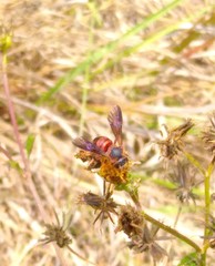 Dianthidium floridiense