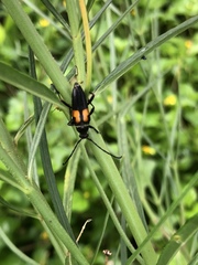 Typocerus lunulatus