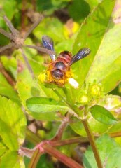 Dianthidium floridiense