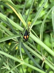 Typocerus lunulatus