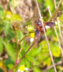 Dianthidium floridiense