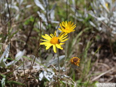 Senecio crassiflorus