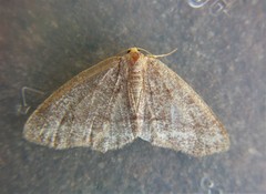 Lambdina pellucidaria