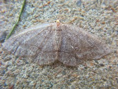 Lambdina pellucidaria