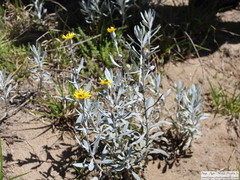 Senecio crassiflorus
